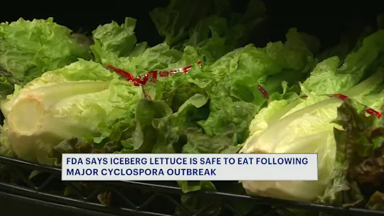 LETTUCE_2026-08-31-12-25-45