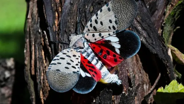 State encourages New Yorkers to keep killing invasive spotted lanternflies
