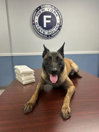 k9moran_3.jpg