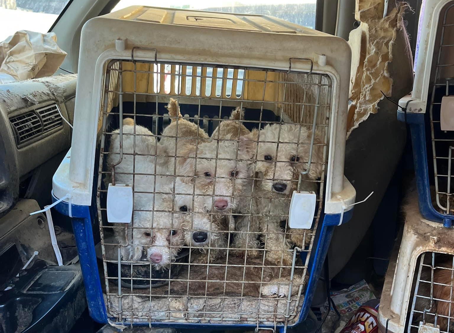 11 dogs found living inside crates in filthy van in Cortlandt Manor
