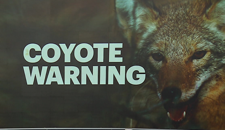 Story image: Recent coyote attacks in Connecticut raise concerns in some towns
