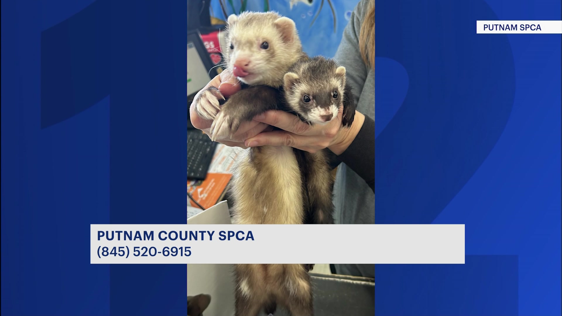 Spca ferrets hot sale