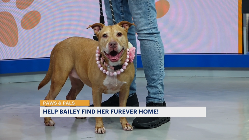 Story image: Paws and Pals: Looking for Bailey’s furever home