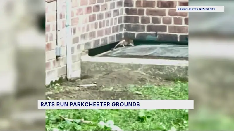 Story image: Rats run the show in Parkchester