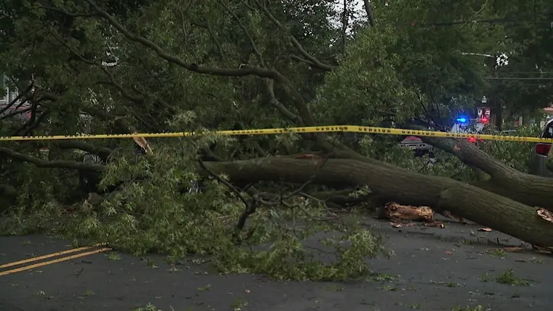 Story image: Part of tree falls on vehicles, wires as Friday storm rolls through Roselle Park