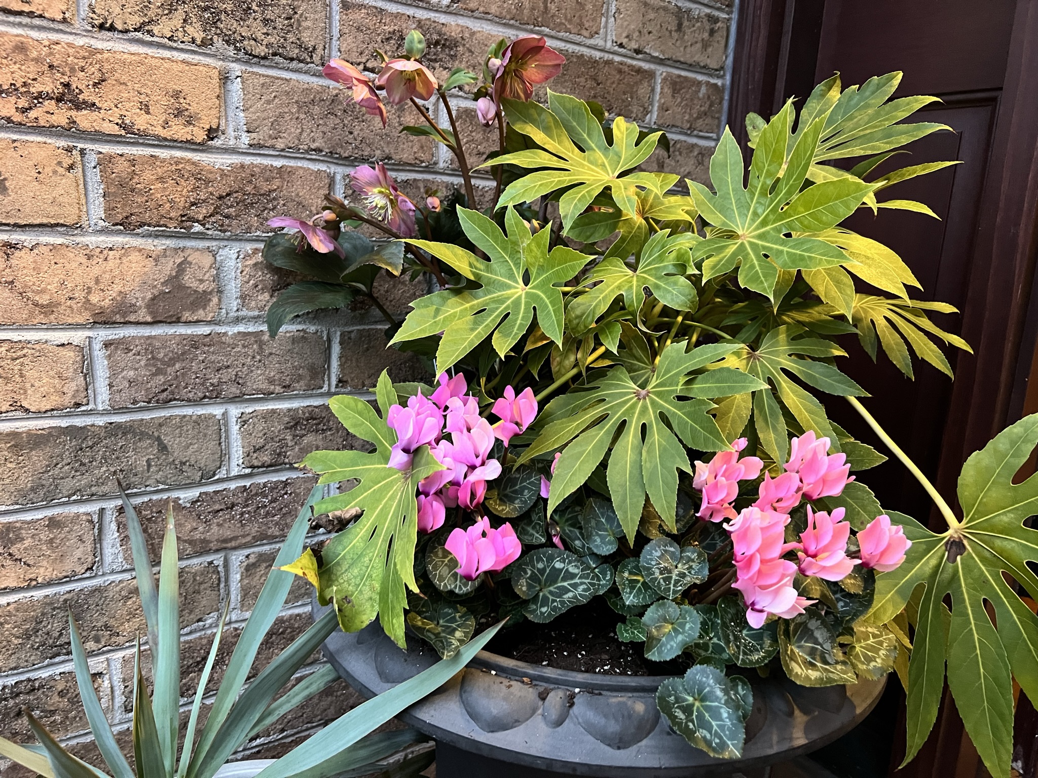 Cyclamen persicum also known as Florist Cyclamen.JPEG