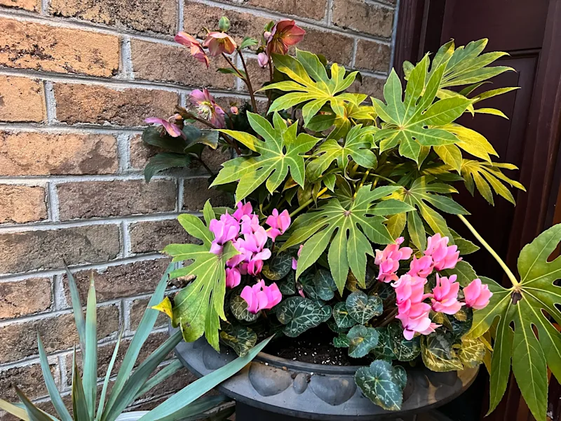 Cyclamen persicum also known as Florist Cyclamen.JPEG