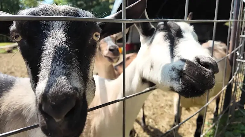 Story image: Made in NJ: Gorgeous Goat Creamery in Hunterdon County