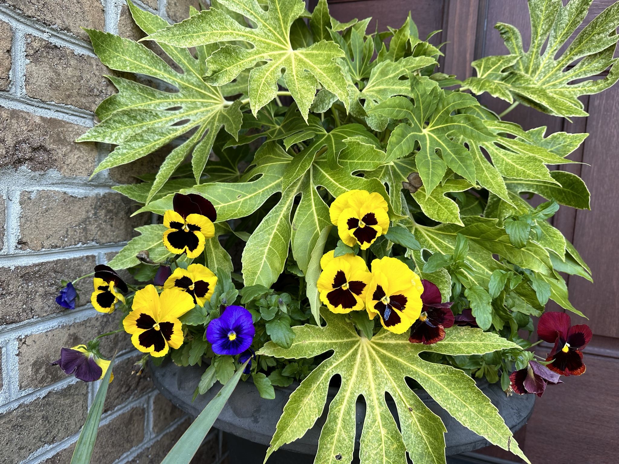 Fatsia Japonica with Pansies.JPEG