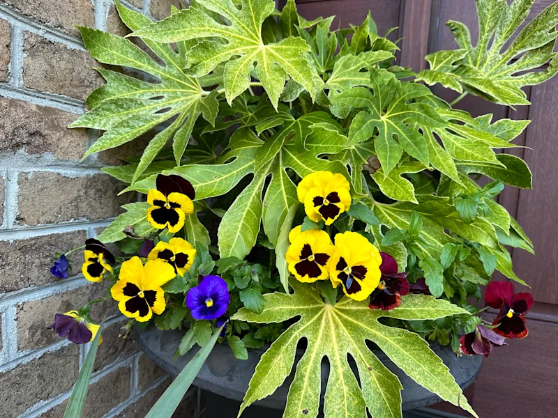 Fatsia Japonica with Pansies.JPEG