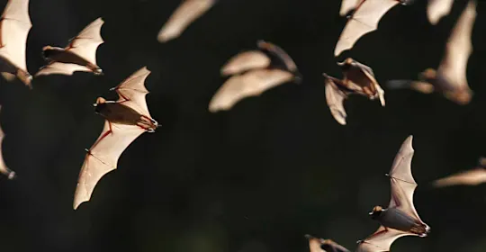 rabid bat
