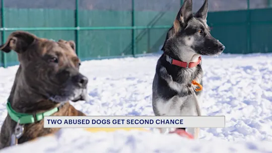 Abused Dogs Up for Adoption 0915_2026-09-15-21-30-16