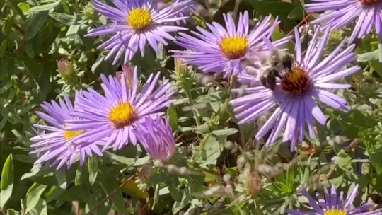 plantingfieldsnewgardenCM_2026-10-16-05-57-25