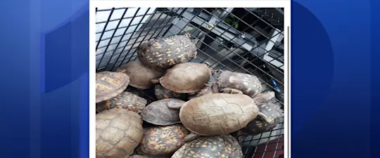 731laurenturtles_2026-07-31-05-21-37