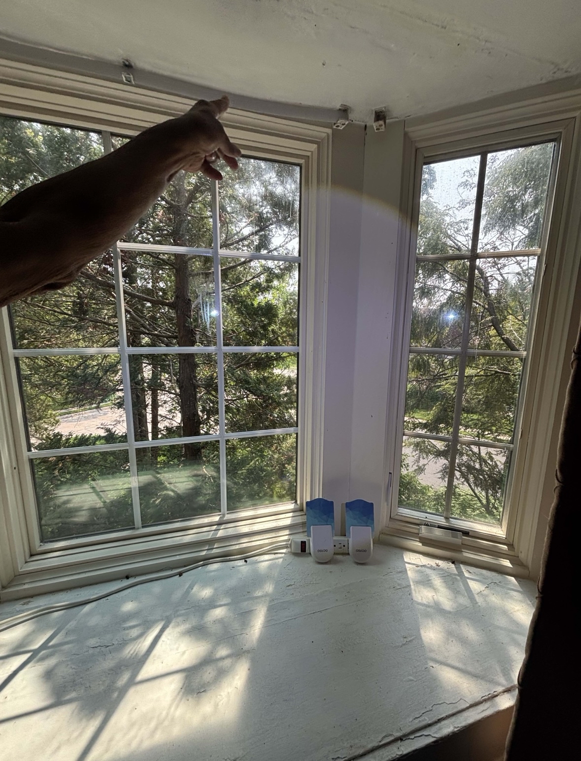 Honey Bee Infestation (3).jpg