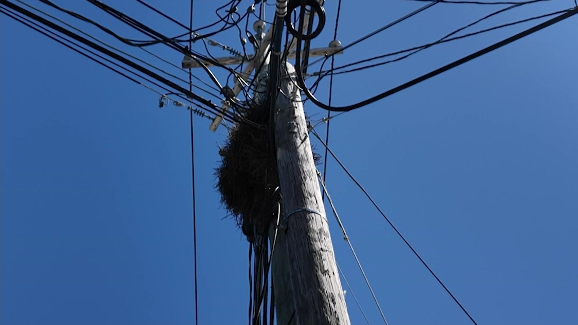 South Shore say they feel mixed on removal of monk parrot nests