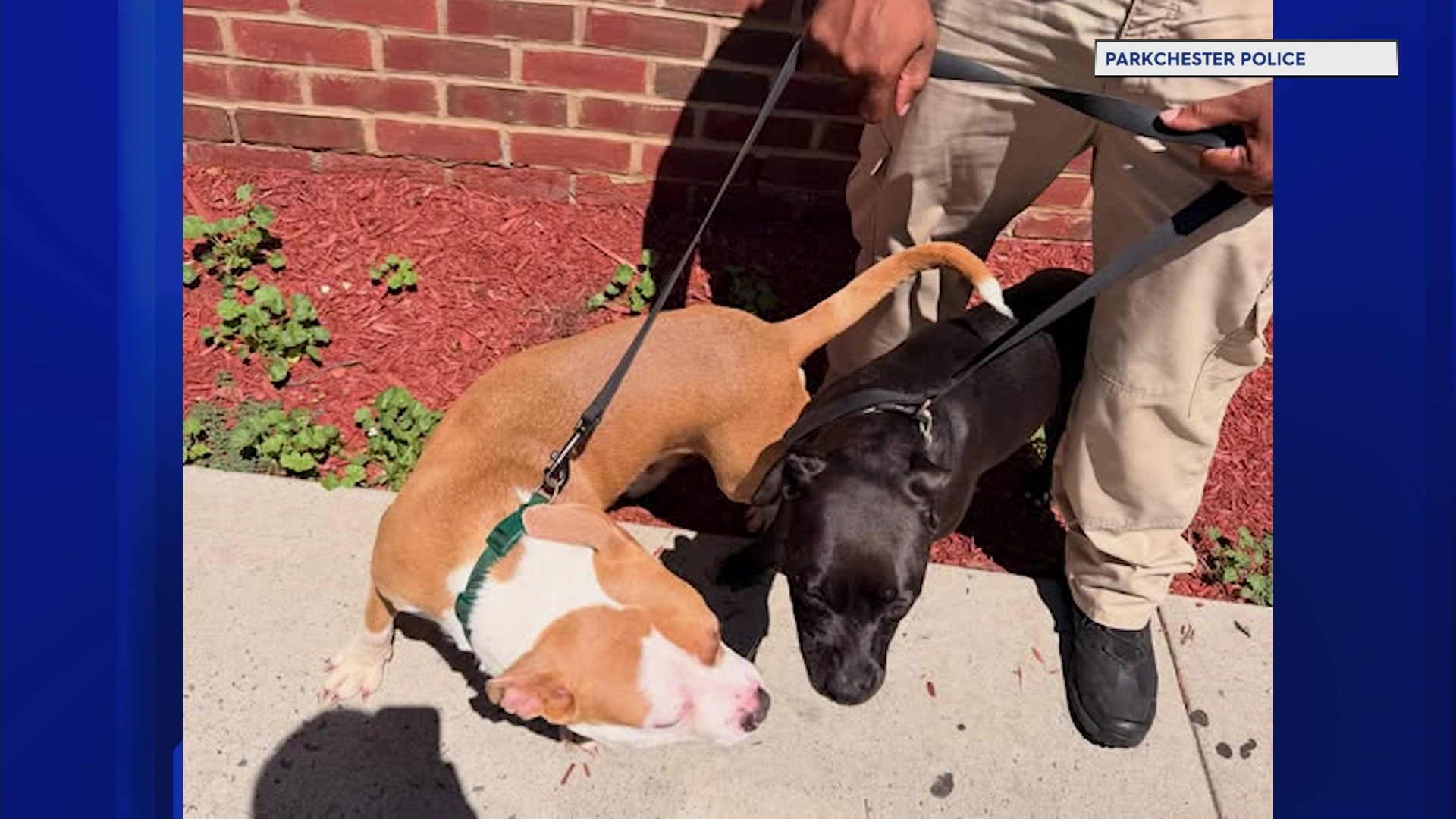 BXAnimalCruelty710_2026-07-10-22-43-36