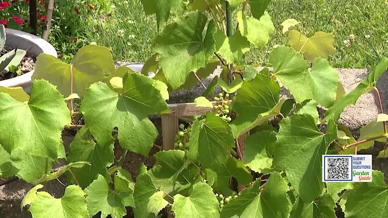 Story image: Garden Guide: 5 fruit trees you can grow in a small yard