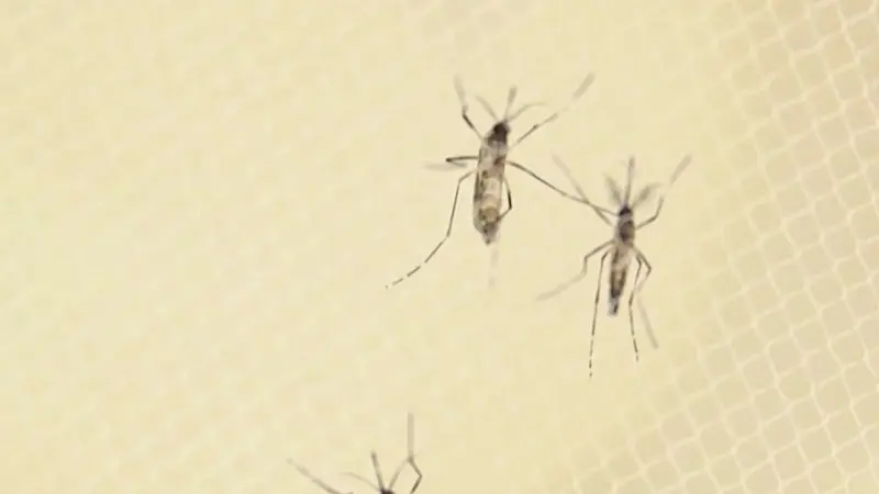 Story image: New York City sees first human West Nile case of the season
