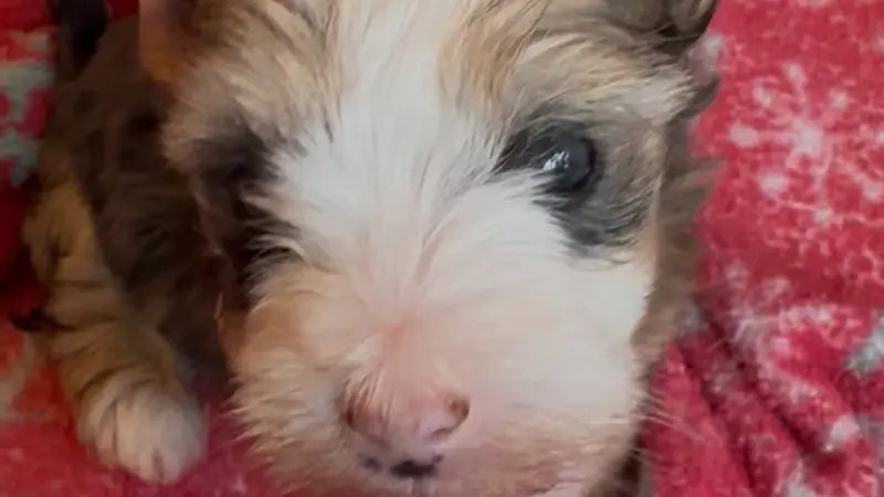 Story image: Dozens of animals rescued from filthy, alleged hoarding and breeding case in Orange County