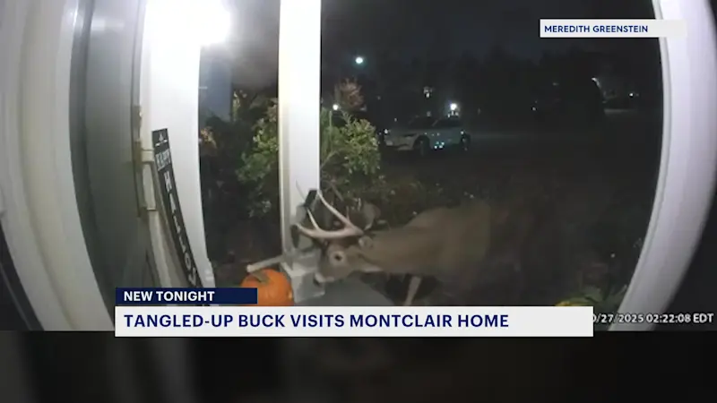 Story image: What to do if you see the Montclair buck with net caught in antlers 