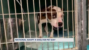 Brooklyn animal shelter hopes to find pets forever homes on National Adopt a Shelter Pet Day 