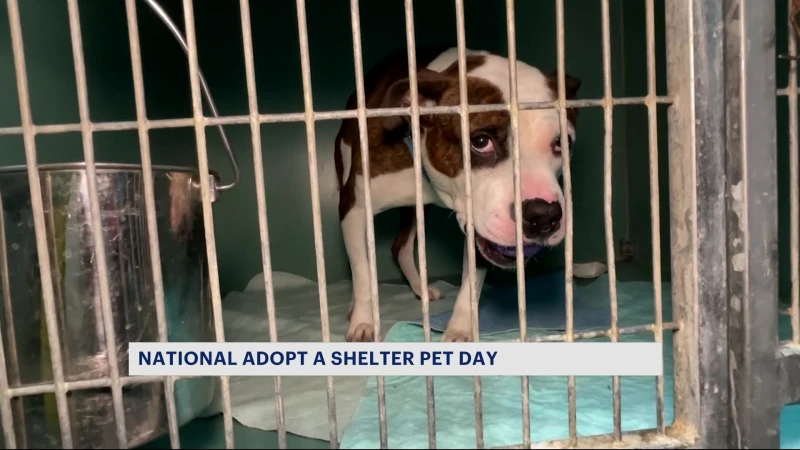 Story image: Brooklyn animal shelter hopes to find pets forever homes on National Adopt a Shelter Pet Day 