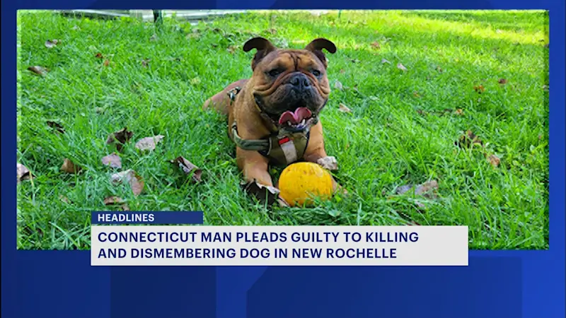 Story image: Dog strangled and dismembered in Westchester, Connecticut man pleads guilty