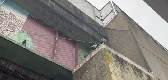BAYONNE PIGEONS RAW TN