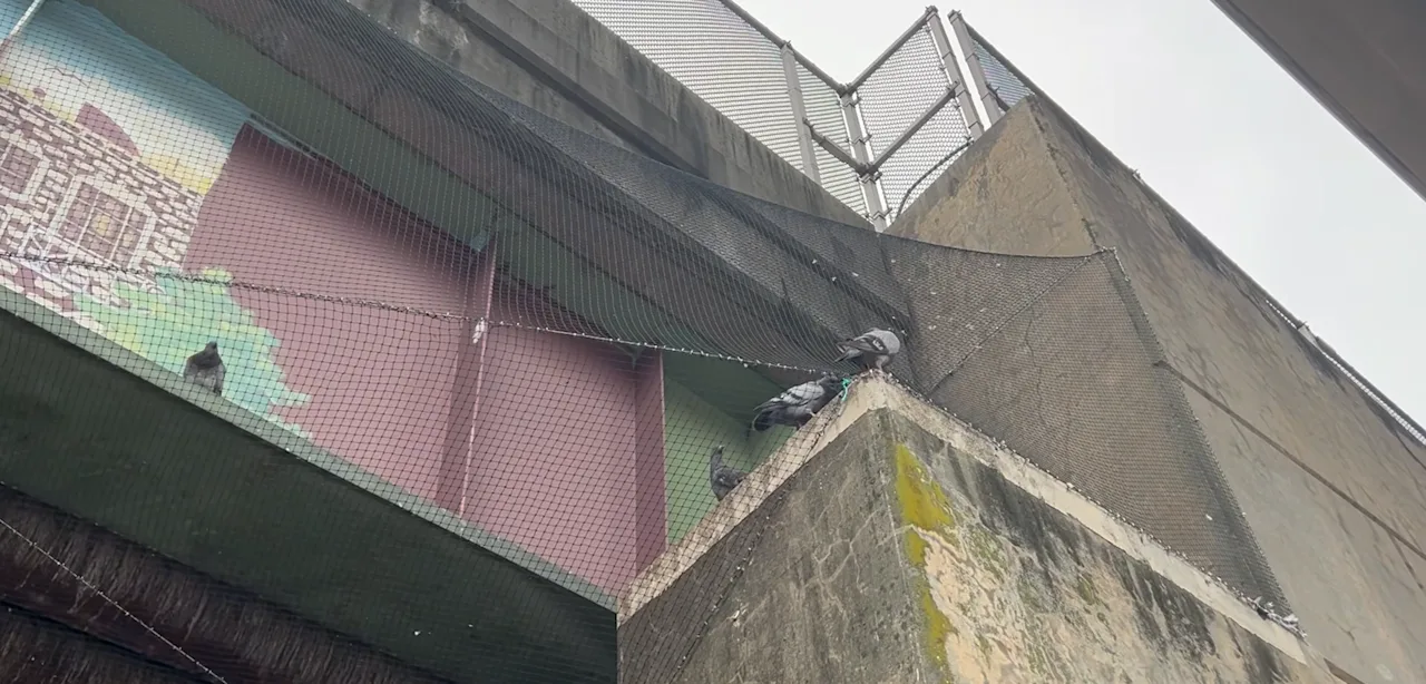 BAYONNE PIGEONS RAW TN