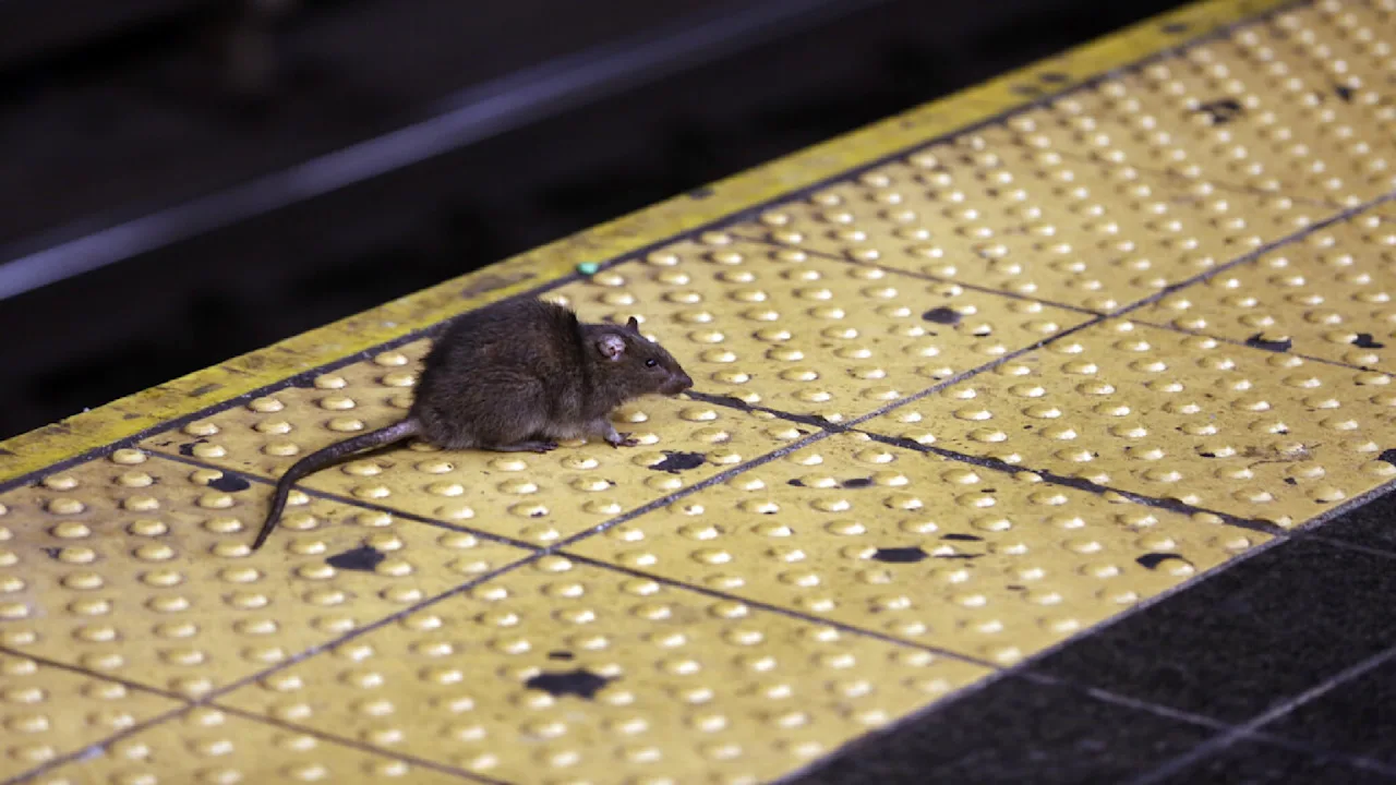 ratczarthumbnail