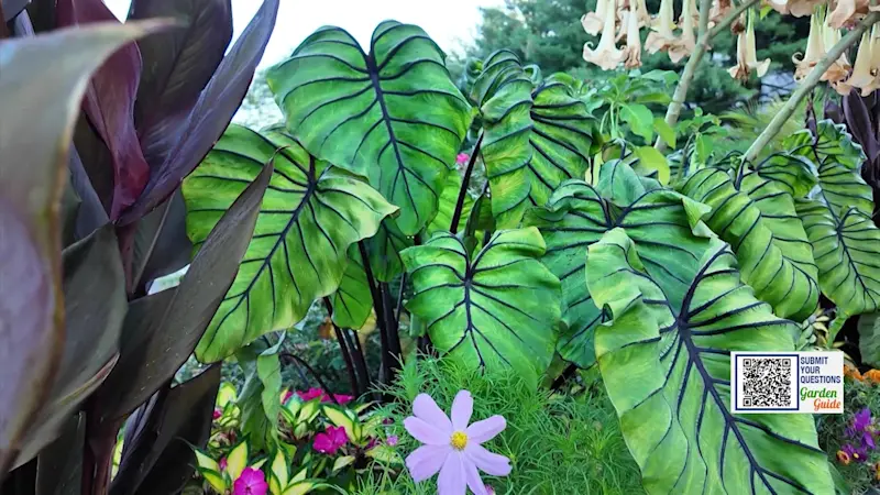 Story image: Garden Guide: These summer plants look BETTER in Autumn