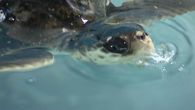 Story image: Atlantic Marine Conservation Society helps save 'cold-stunned' endangered sea turtles