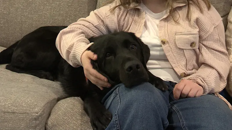 Story image: Black Lab Friday: How a service dog named Nantucket changed a Port Jefferson girl's life