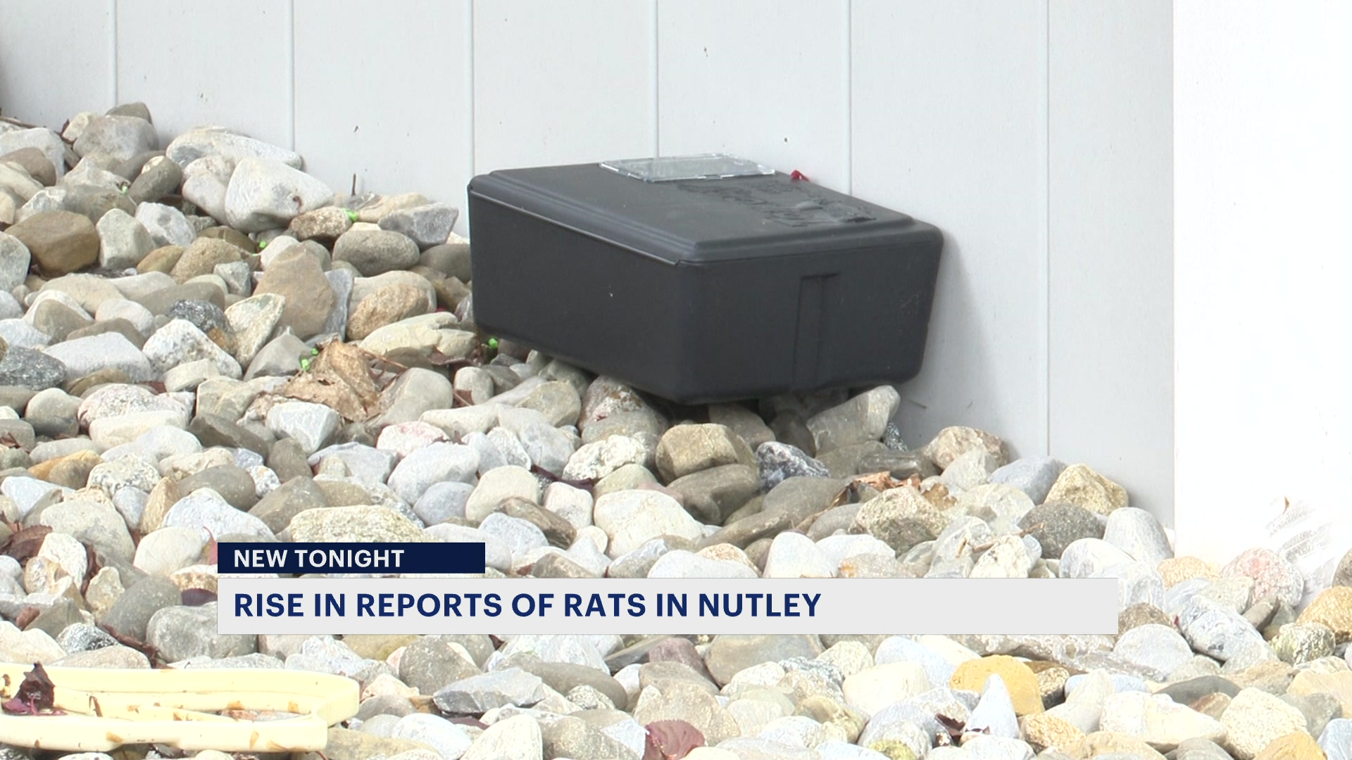 News 12 | Bronx | Nutley Residents Complain Of An Increase In Rat ...