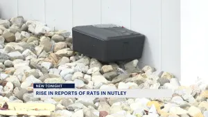 Nutley residents complain of an increase in rat sightings in town
