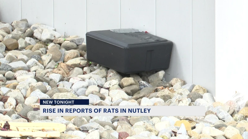 Story image: Nutley residents complain of an increase in rat sightings in town