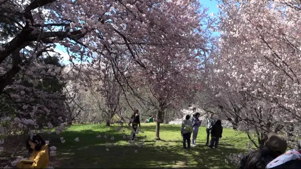 Cherry blossom season arrives at the New York Botanical Garden 