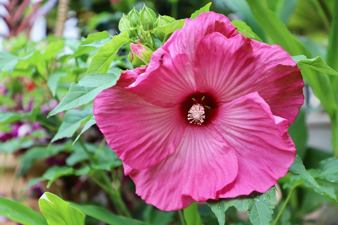 Hardy hibiscus .jpeg