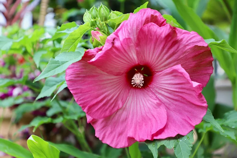 Hardy hibiscus .jpeg