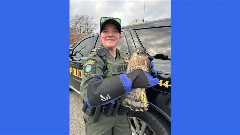 Story image: Injured hawk recovering from broken wing at Massapequa rehab facility