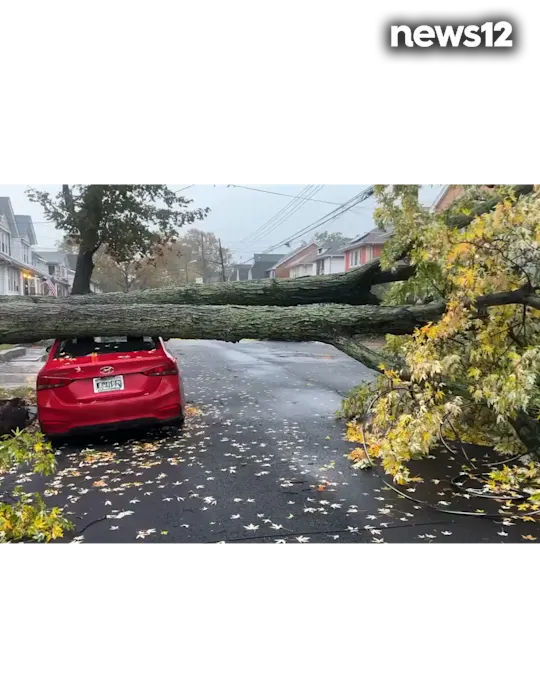 FALLEN TREE BK
