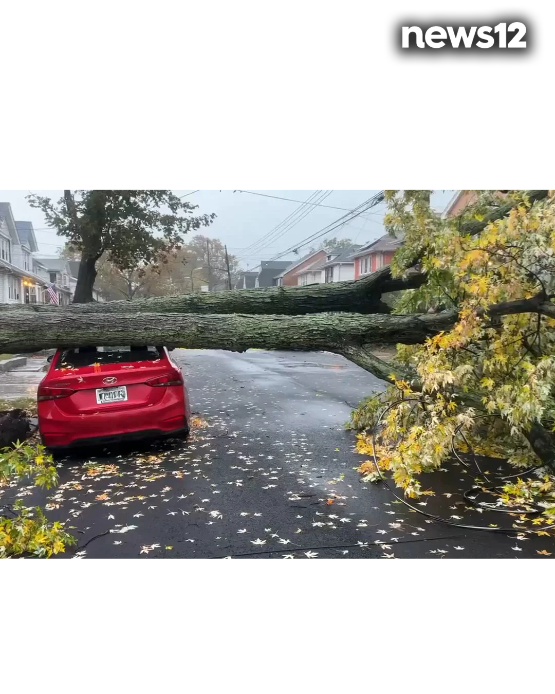 FALLEN TREE BK