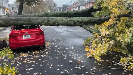 FALLEN TREE BK