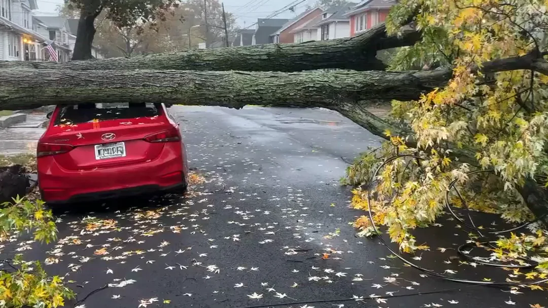 FALLEN TREE BK
