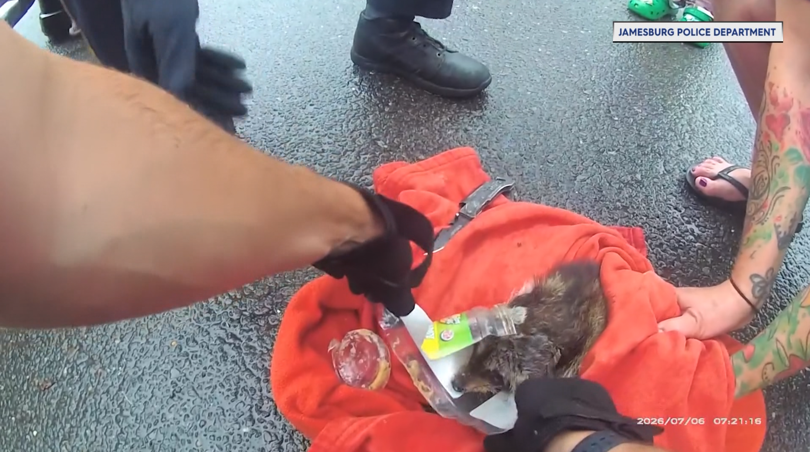 RACCOON RESCUE RAW TN