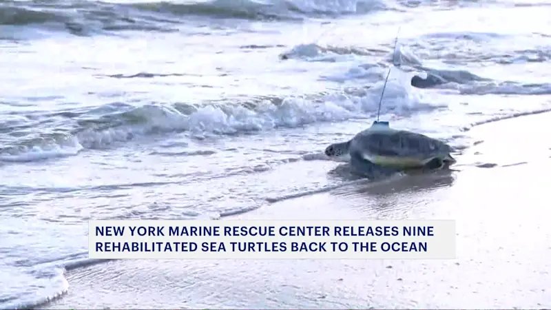 Story image: NY Marine Rescue Center releases newest group of rehabilitated sea turtles