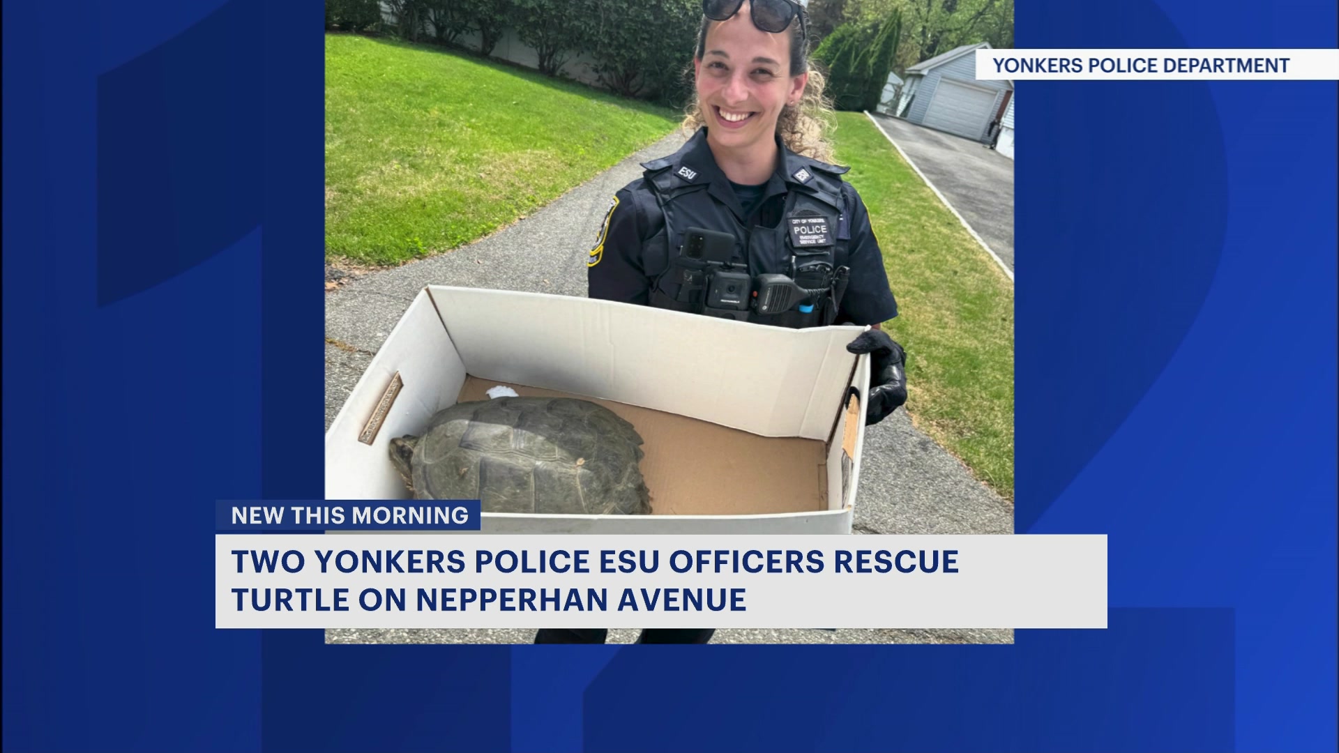 News 12 | New Jersey | Yonkers Police Make Unexpected Turtle Rescue