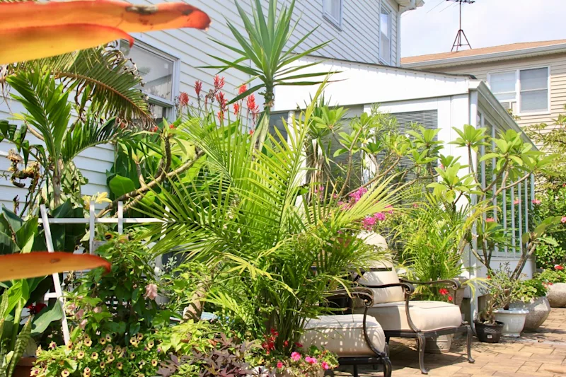 MAJESTY PALM.jpg