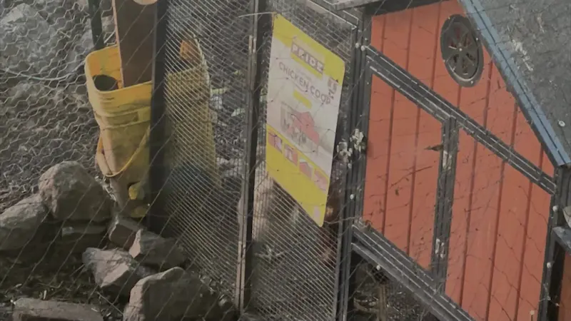 Story image: Highland Falls officials, residents cry foul over unauthorized rooster